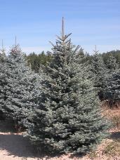 Colorado Spruce